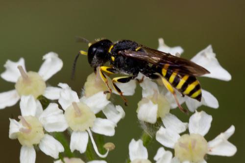 Ectemnius lituratus