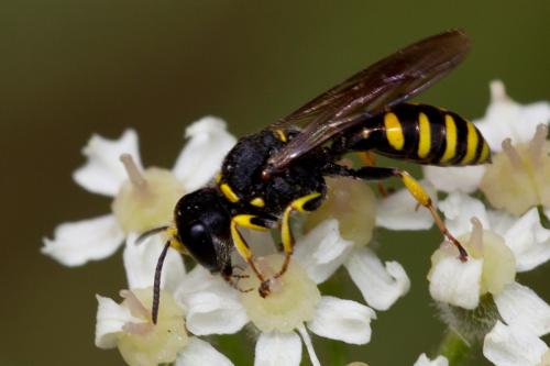 Ectemnius lituratus