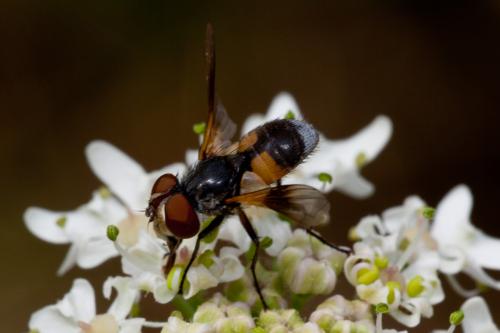 Réf. 145 923 : Ectophasia sp.