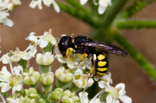 Réf. 145 811 : Lestica clypeata