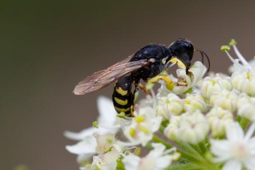 Réf. 145 809 : Lestica clypeata