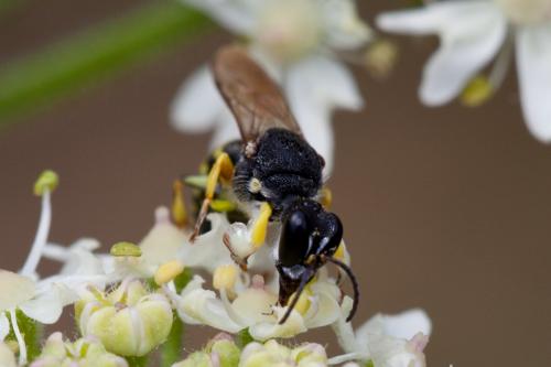 Réf. 145 810 : Lestica clypeata