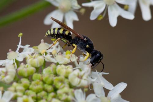 Réf. 145 808 : Lestica clypeata