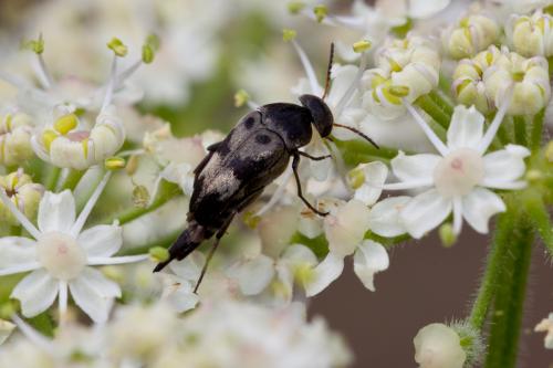 Réf. 145 924 : Variimorda villosa