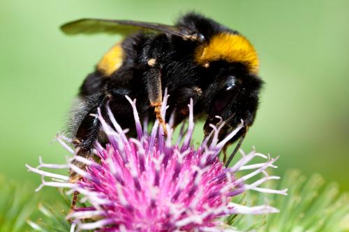 Bombus terrestris