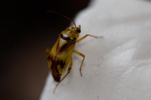 Lygus sp.