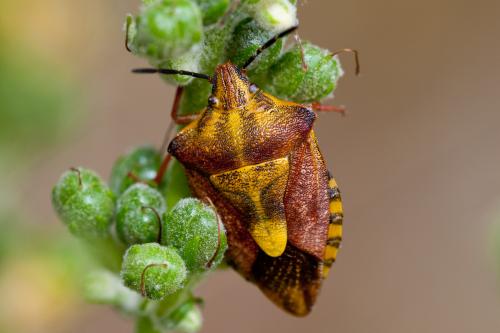 Réf. 145 921 : Carpocoris purpureipennis