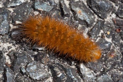 Diaphora mendica