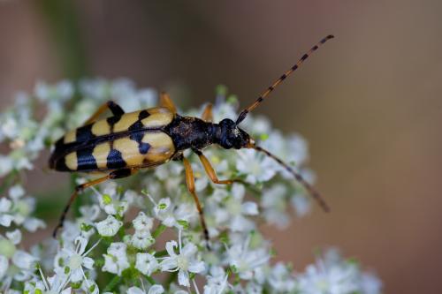 Réf. 145 931 : Rutpela maculata