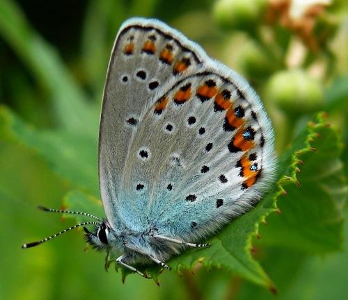 Réf. 145 093 : Plebejus argyrognomon