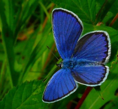 Réf. 145 094 : Plebejus argyrognomon