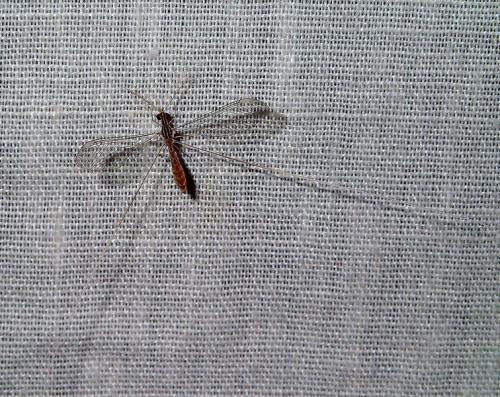Crocinae