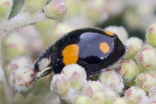 Harmonia axyridis