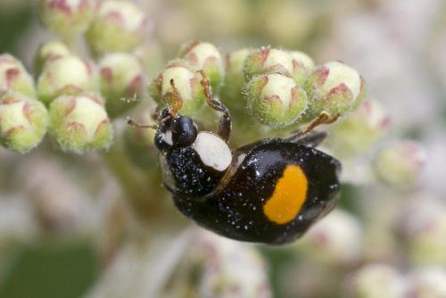 Harmonia axyridis