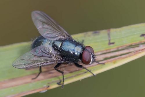 Réf. 145 090 : Eudasyphora cyanicolor
