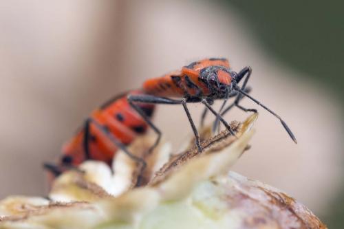 Corizus hyoscyami hyoscyami