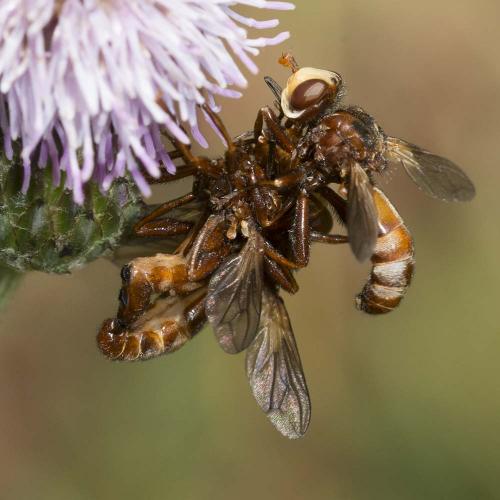 Réf. 145 246 : Sicus ferrugineus