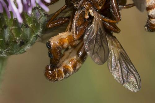 Réf. 145 247 : Sicus ferrugineus