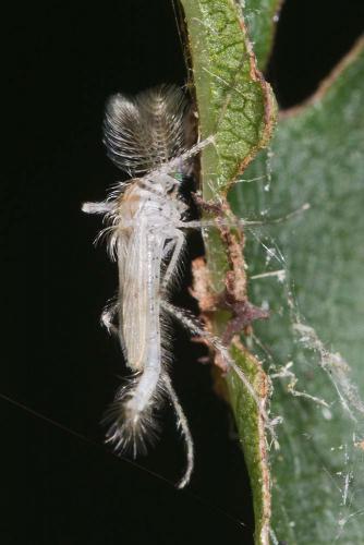 Réf. 145 235 : Chaoborus pallidus