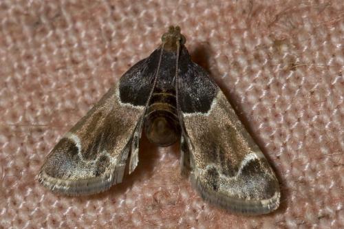 Réf. 145 303 : Pyralis farinalis