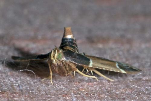 Réf. 145 304 : Pyralis farinalis