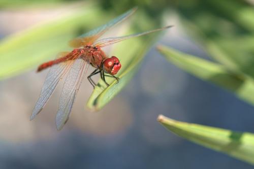Sympetrum fonscolombii