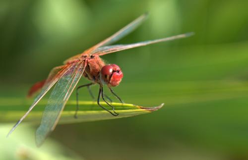 Sympetrum fonscolombii