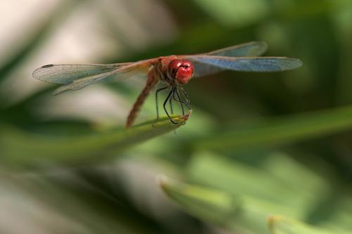 Sympetrum fonscolombii