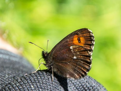 Réf. 145 027 : Erebia euryale