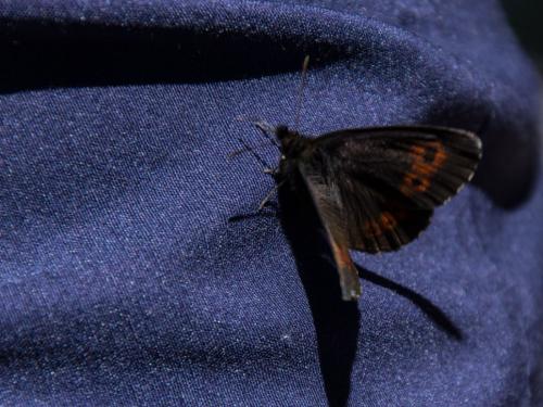 Réf. 145 106 : Erebia euryale