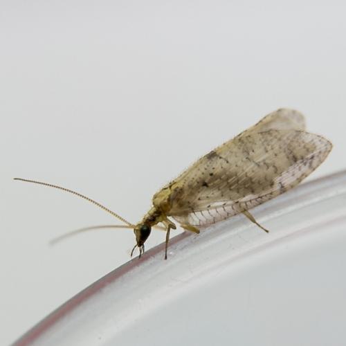 Hemerobius sp.
