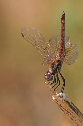 Réf. 145 328 : Trithemis annulata