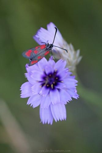 Zygaena loti