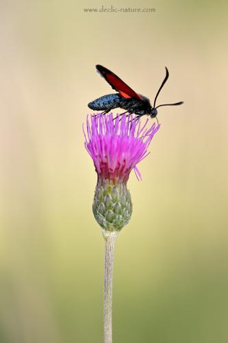 Zygaena transalpina