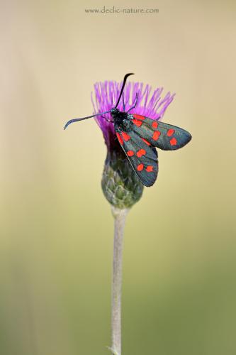 Zygaena transalpina