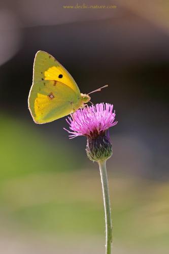 Colias croceus