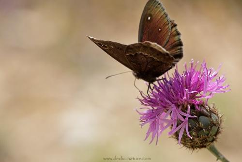 Réf. 145 216 : Satyrus ferula