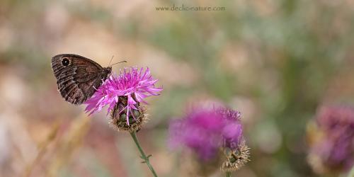 Réf. 145 214 : Satyrus ferula
