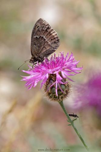 Réf. 145 215 : Satyrus ferula