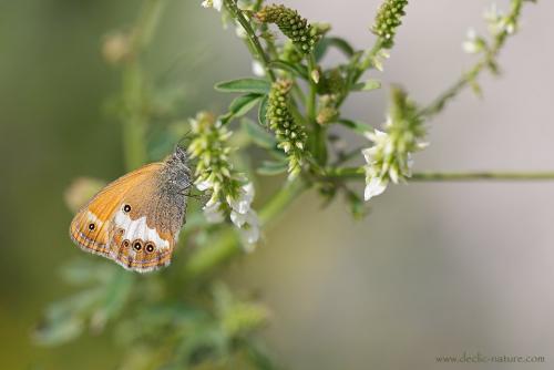 Réf. 145 220 : Coenonympha arcania