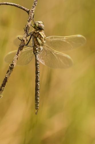 Réf. 145 851 : Aeshna juncea