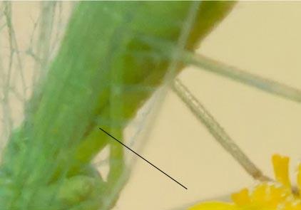 Chrysoperla sp.
