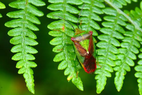 Acanthosoma haemorrhoidale haemorrhoidale