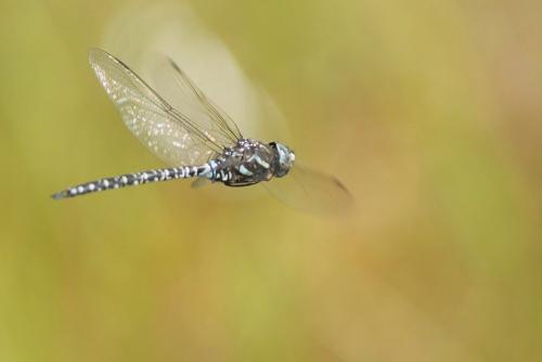 Aeshna subarctica