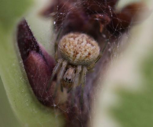 Agalenatea redii