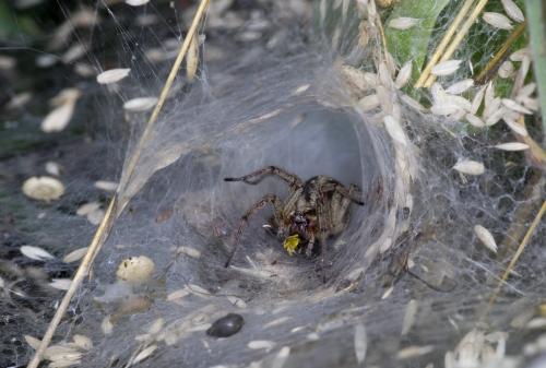 Agelena labyrinthica
