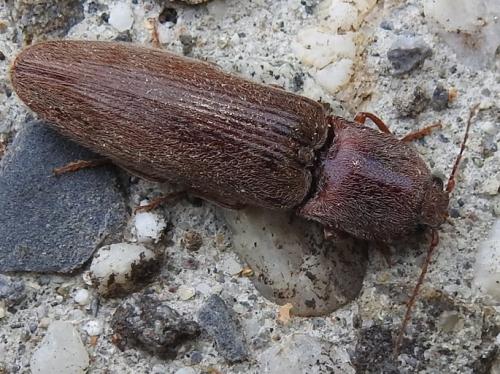 Réf. 145 289 : Stenagostus rhombeus