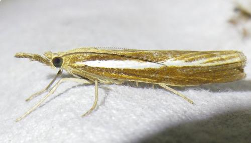 Réf. 145 628 : Agriphila tristella