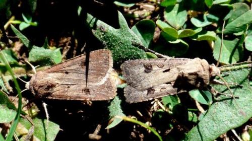 Réf. 145 722 : Agrotis exclamationis