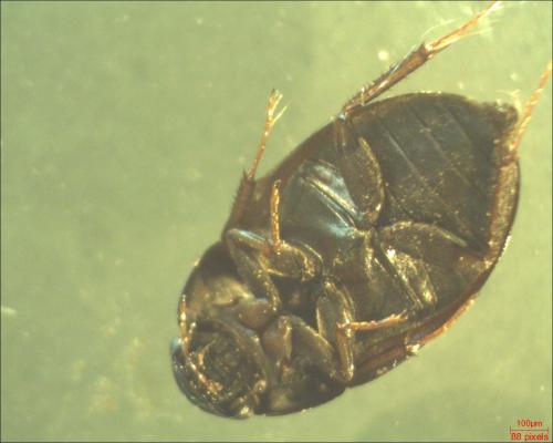 Réf. 145 244 : Hydrobius sp.